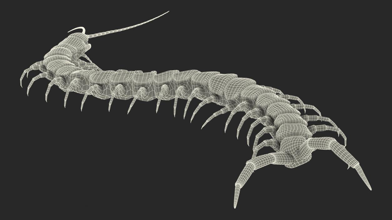 Giant Desert Centipede Scolopendra Heros Crawling 3D model