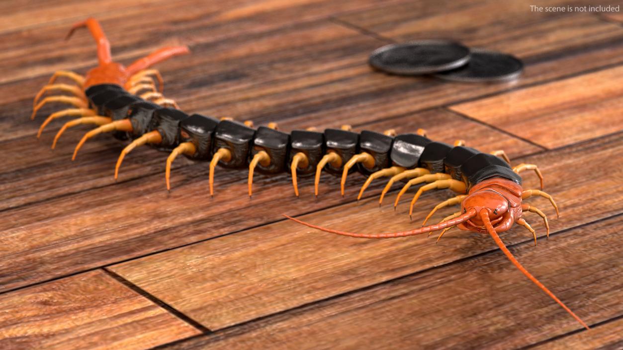 Giant Desert Centipede Scolopendra Heros Crawling 3D model