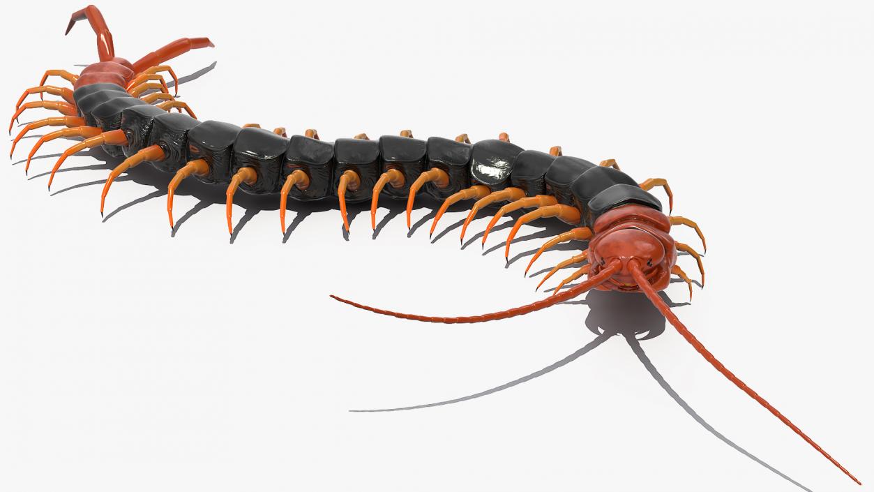 Giant Desert Centipede Scolopendra Heros Crawling 3D model