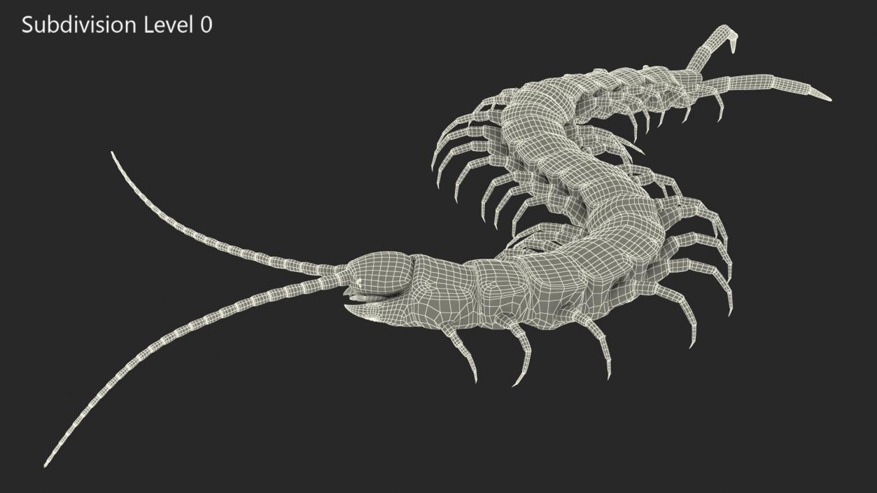 Giant Desert Centipede Scolopendra Heros Crawling 3D model