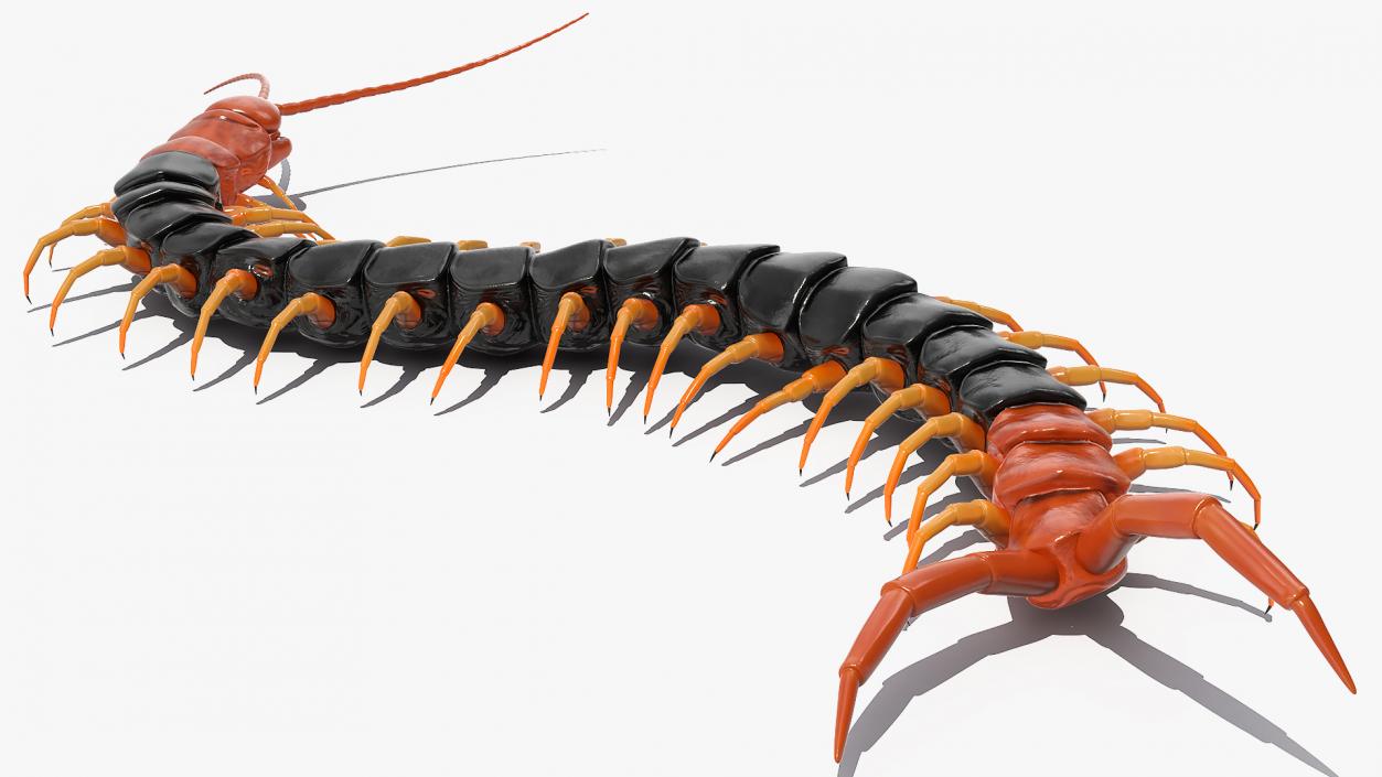 Giant Desert Centipede Scolopendra Heros Crawling 3D model