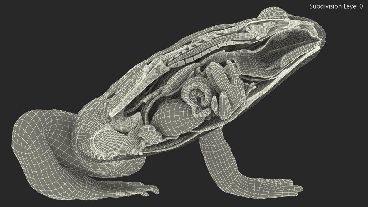 3D model Frog Anatomy Left Side Colored