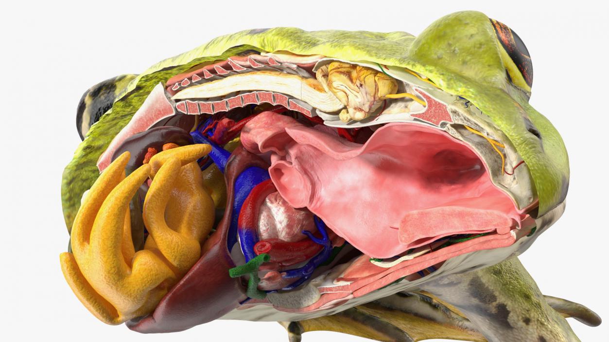 3D model Frog Anatomy Left Side Colored