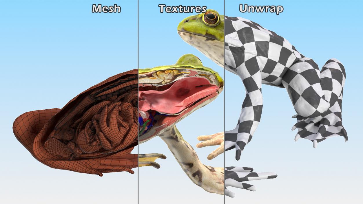 3D model Frog Anatomy Left Side Colored