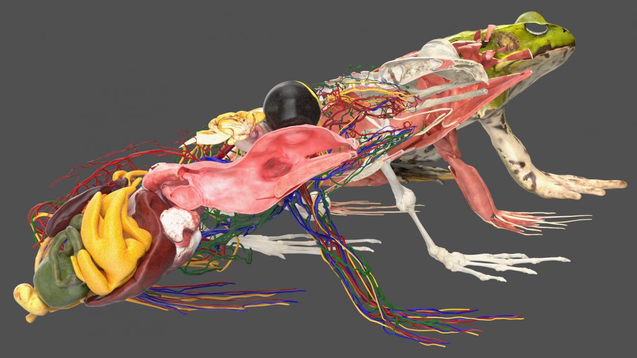 3D model Frog Anatomy Left Side Colored