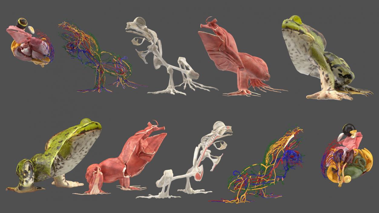 3D model Frog Anatomy Left Side Colored