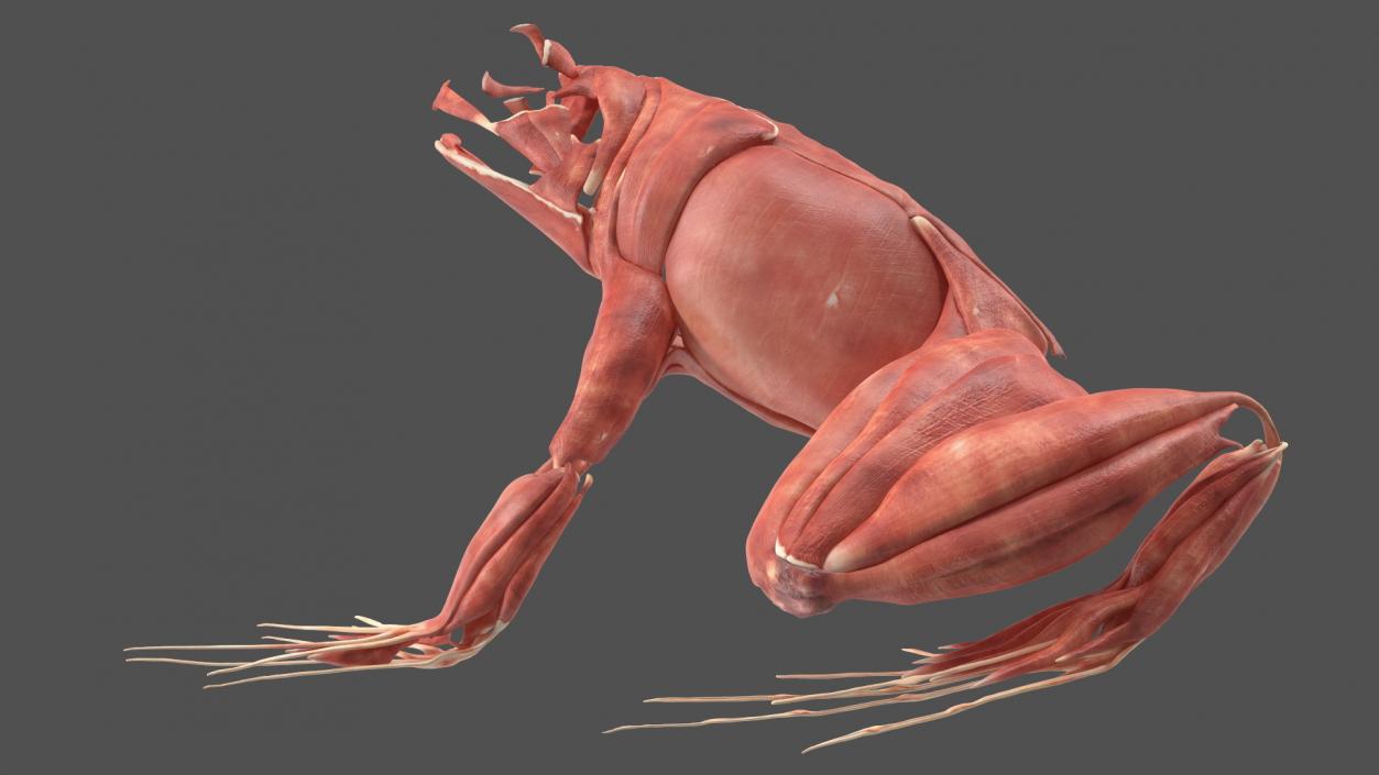 3D model Frog Anatomy Left Side Colored