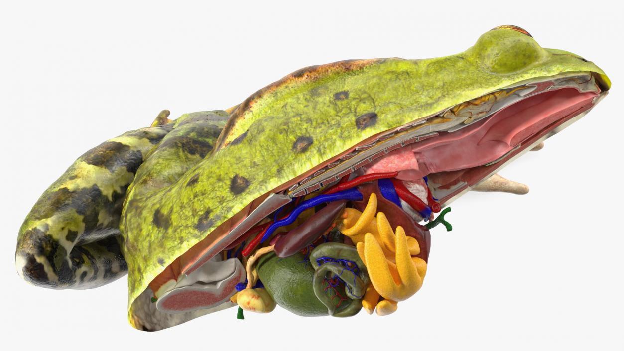 3D model Frog Anatomy Left Side Colored