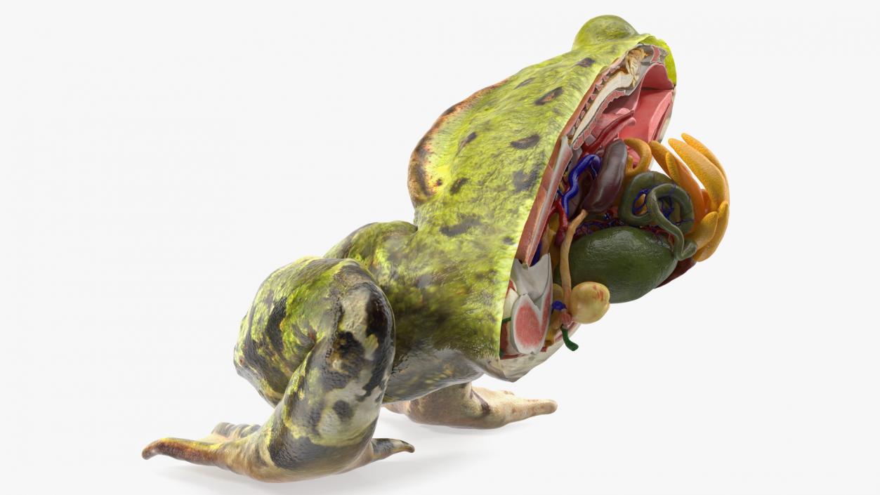 3D model Frog Anatomy Left Side Colored