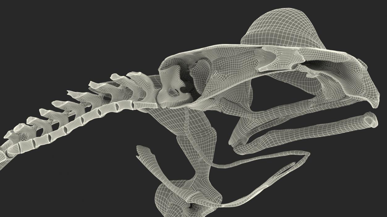 3D model Frog Anatomy Left Side Colored