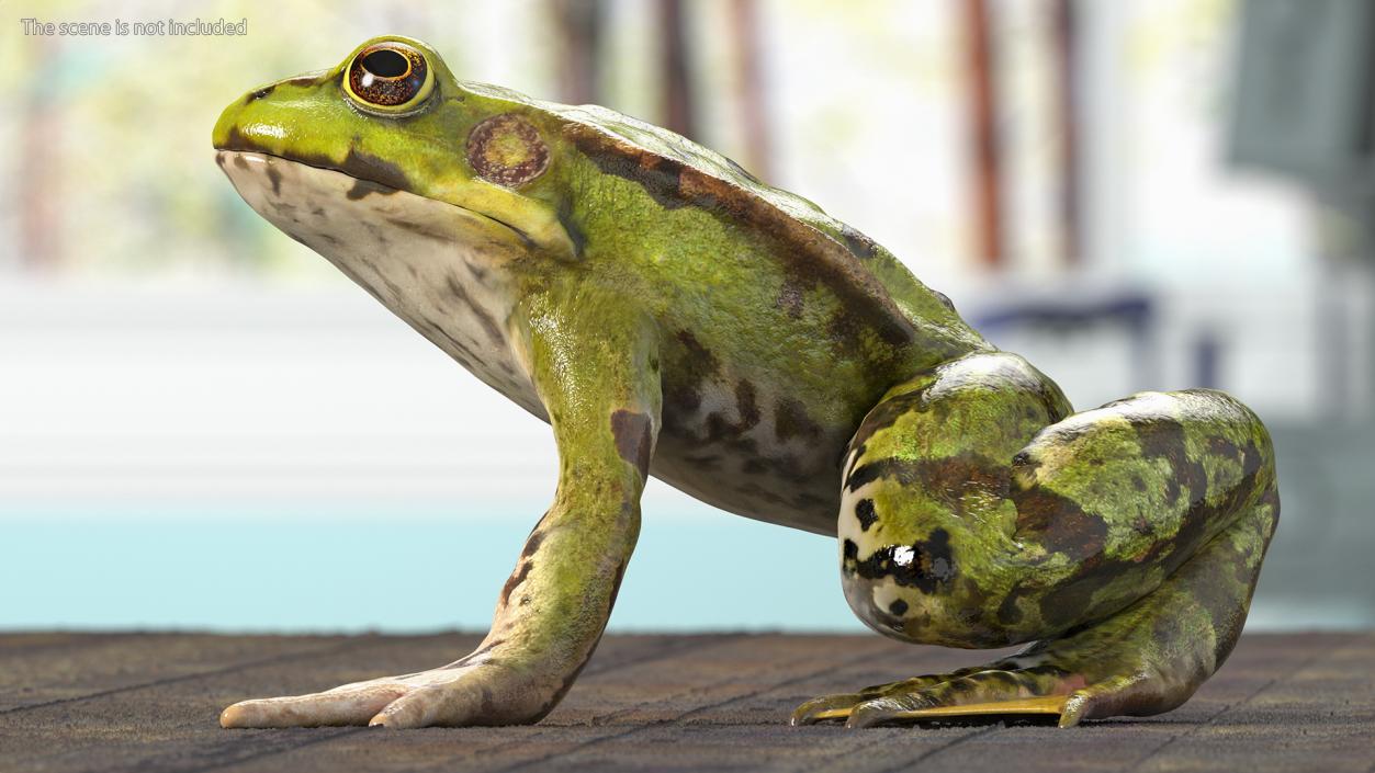 3D model Frog Anatomy Left Side Colored