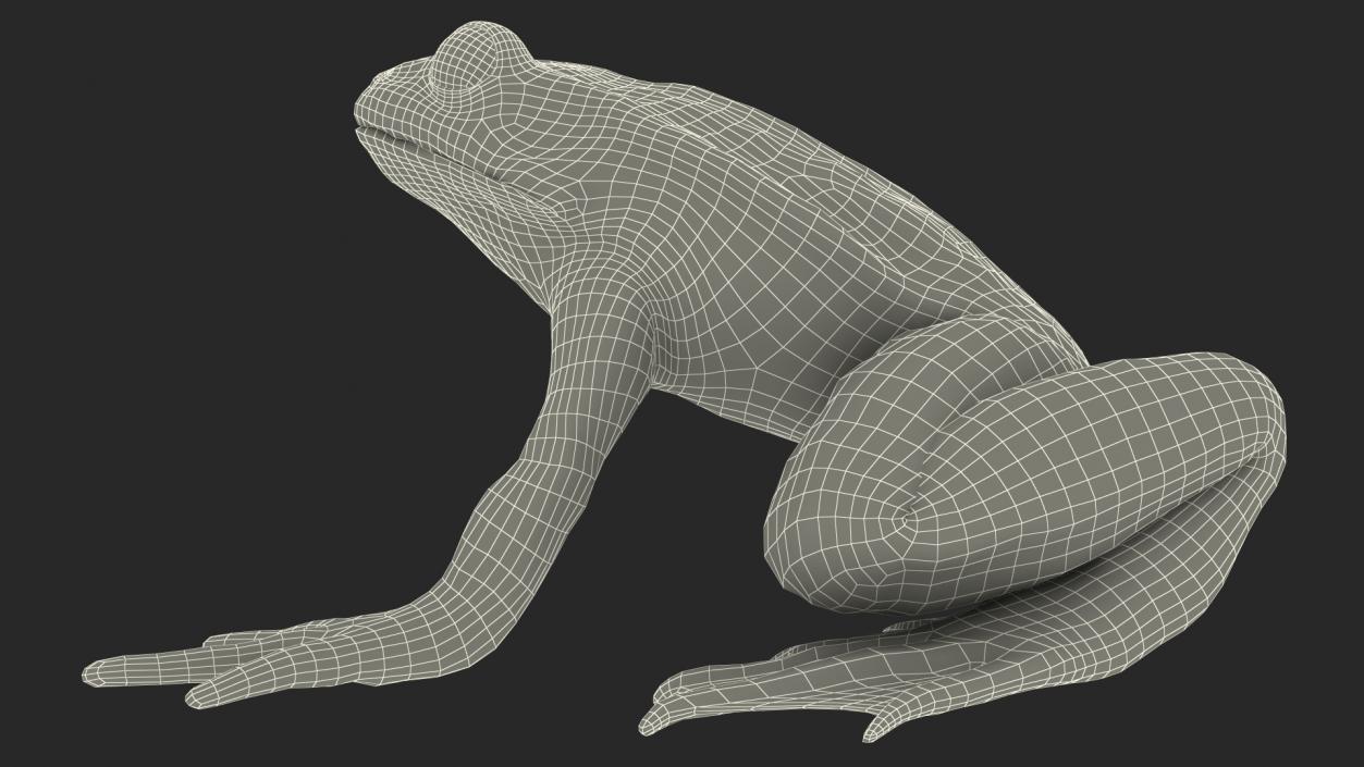 3D model Frog Anatomy Left Side Colored