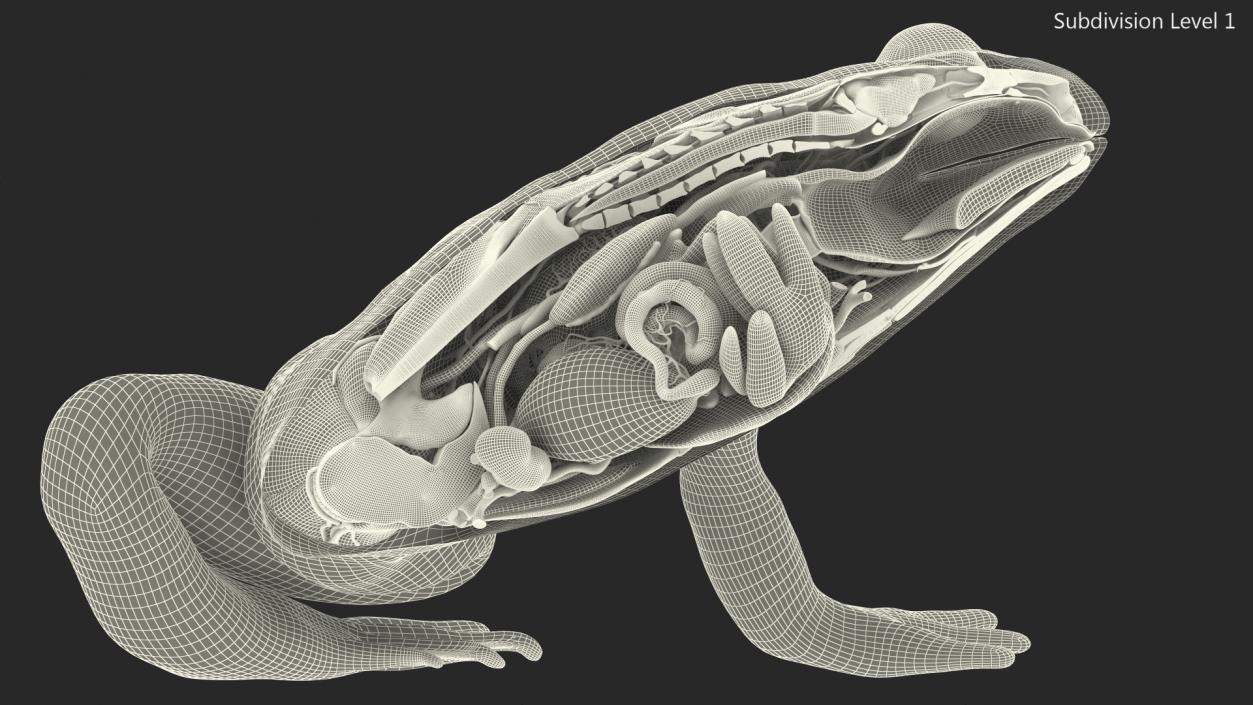 3D model Frog Anatomy Left Side Colored