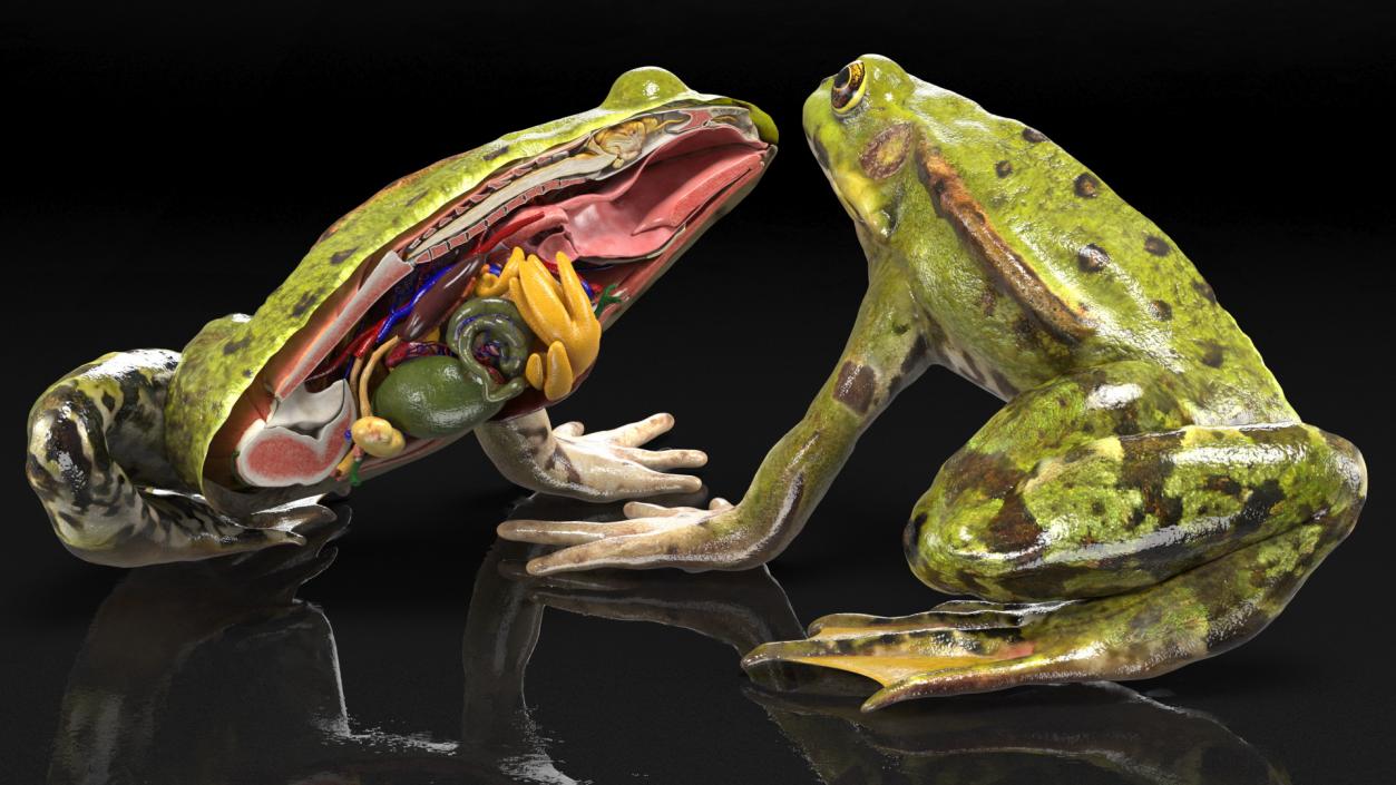 3D model Frog Anatomy Left Side Colored