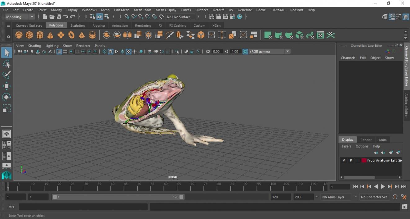 3D model Frog Anatomy Left Side Colored