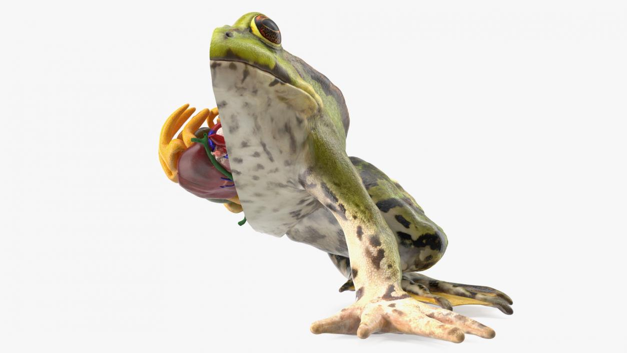 3D model Frog Anatomy Left Side Colored