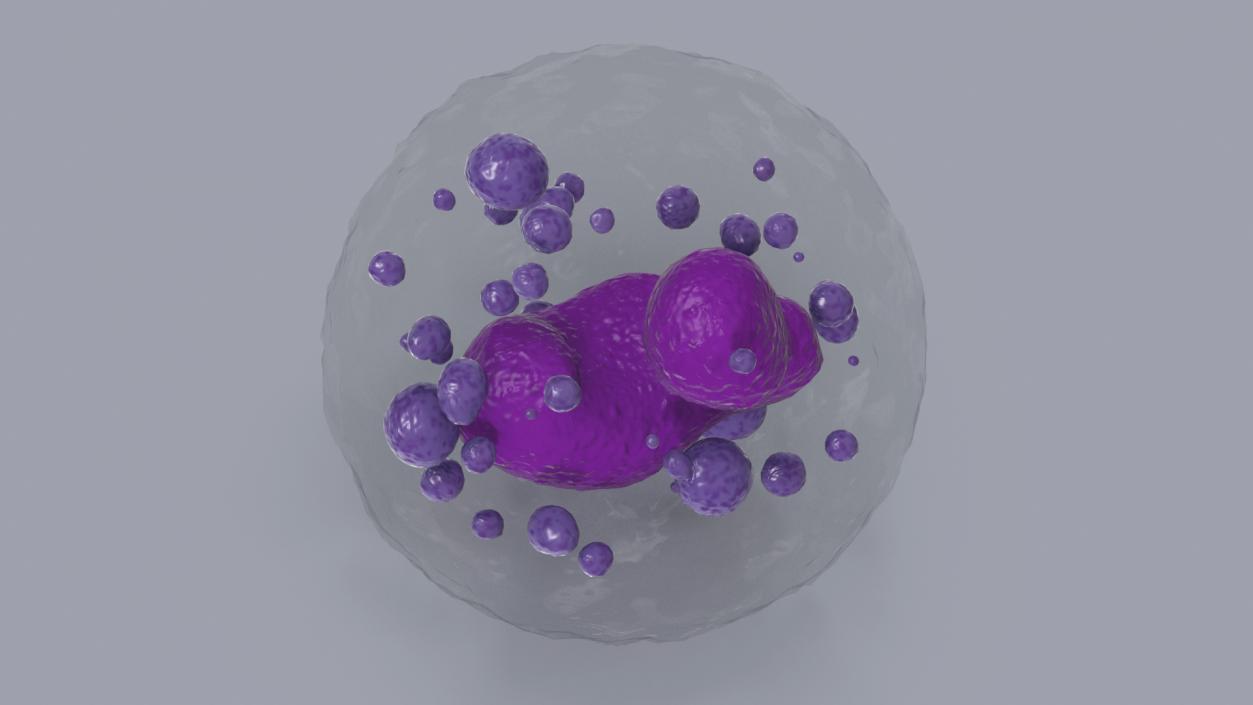 Basophil Blood Cell 3D model