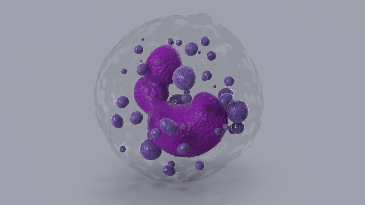 Basophil Blood Cell 3D model