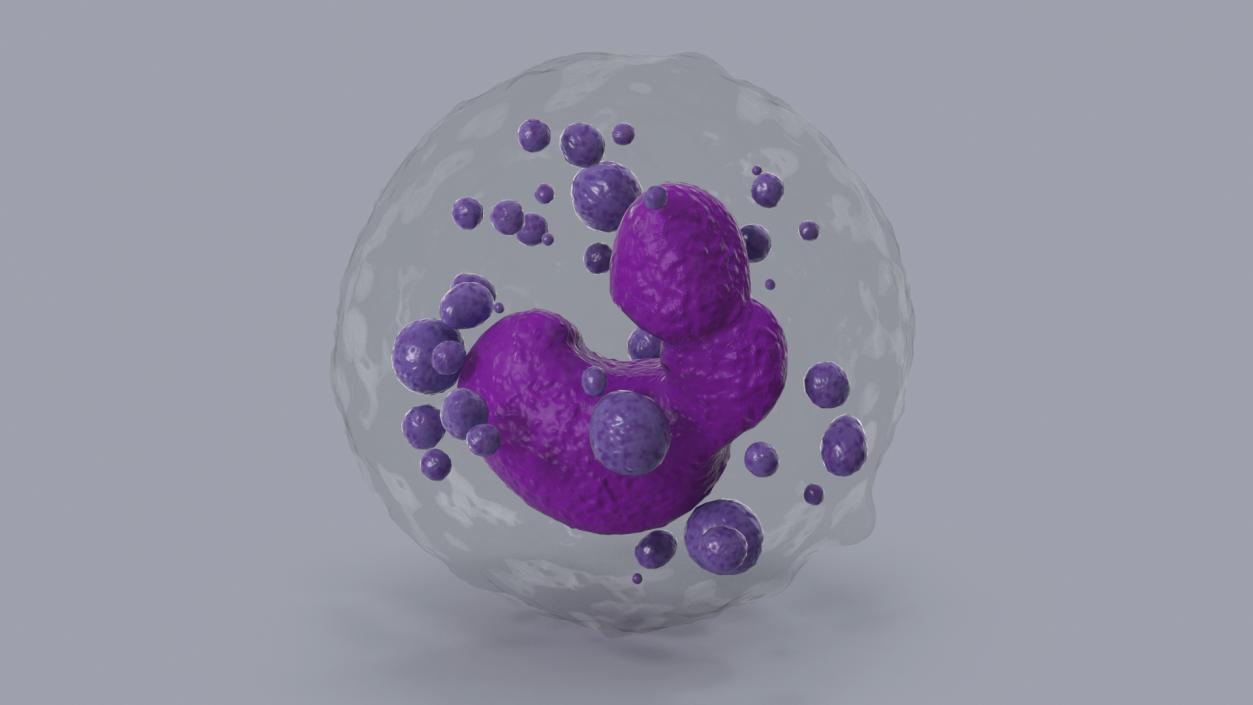 Basophil Blood Cell 3D model