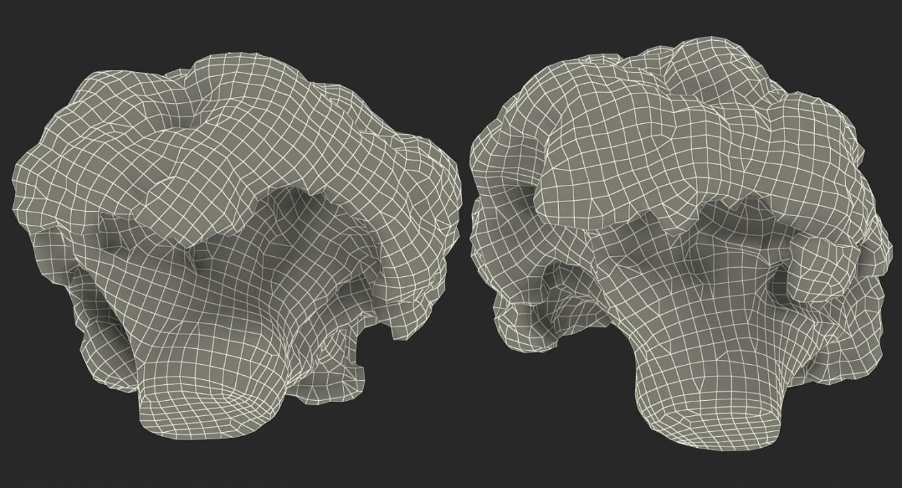 Cauliflower 3D Models Collection 3D