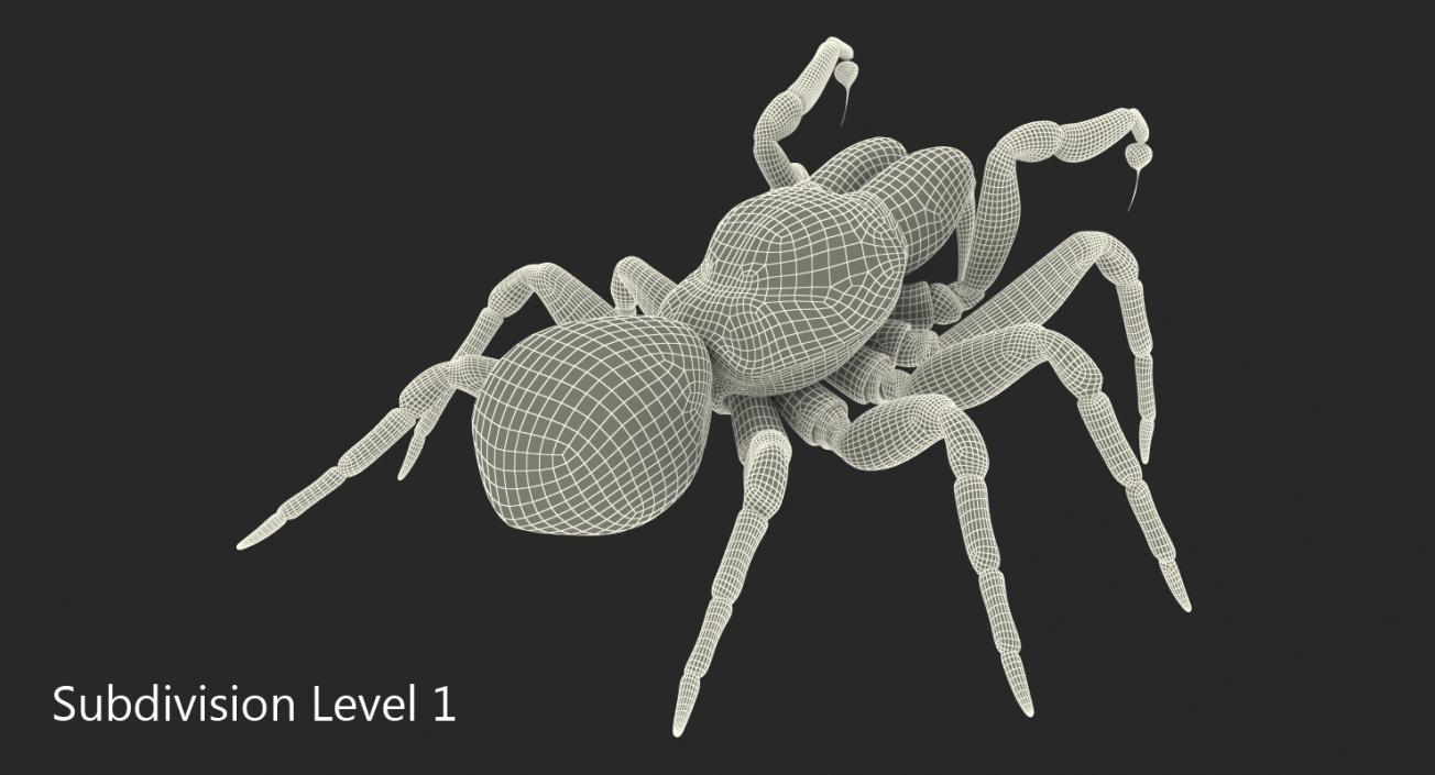 3D Mouse Spider Fighting Pose