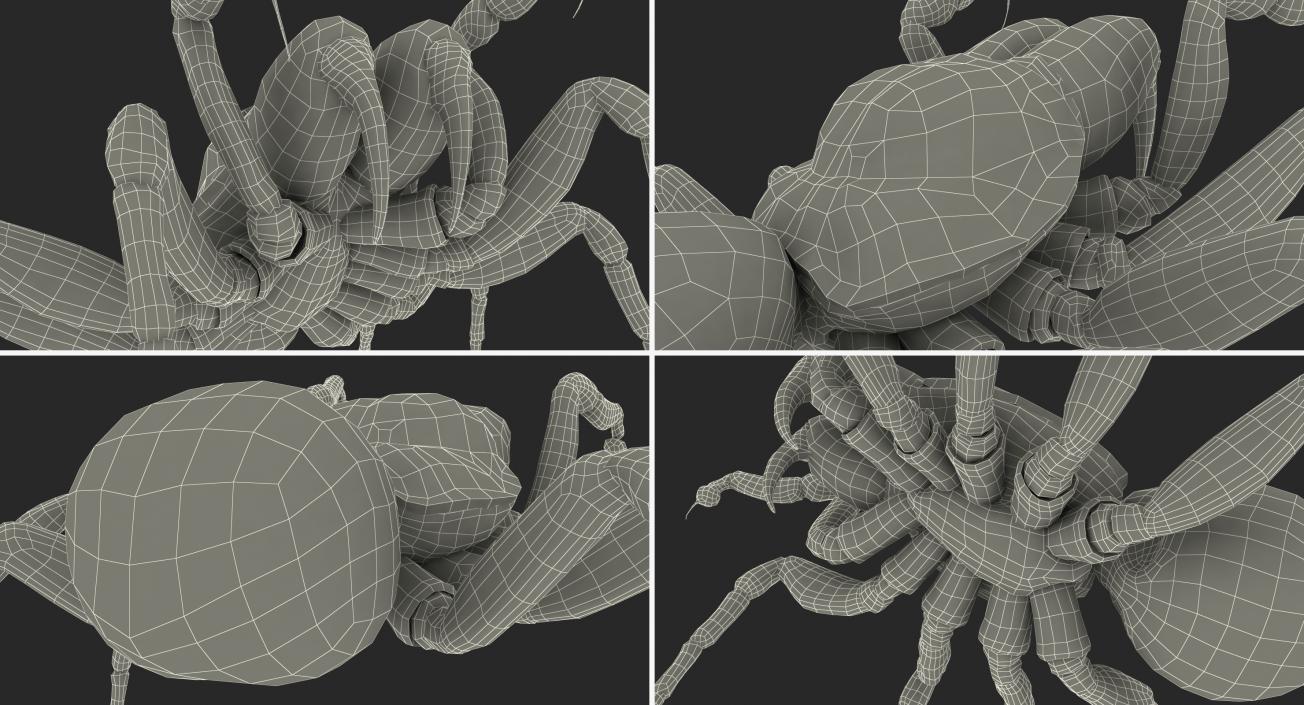 3D Mouse Spider Fighting Pose