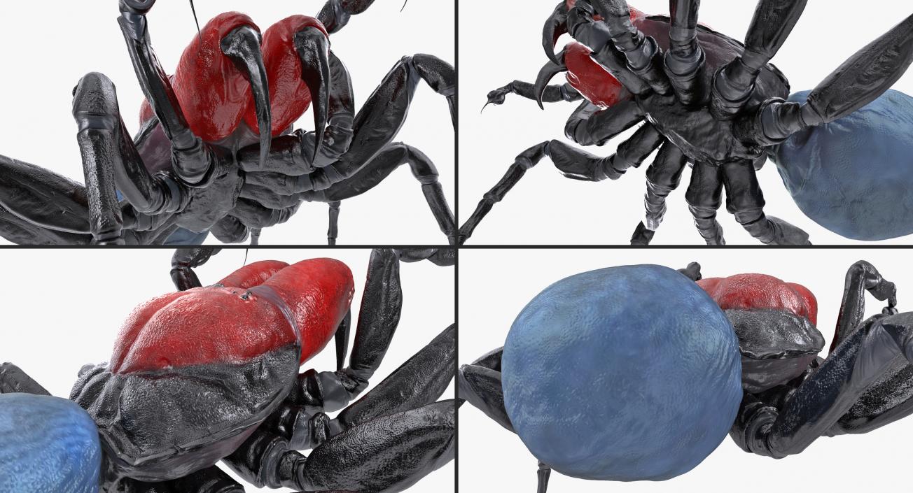 3D Mouse Spider Fighting Pose