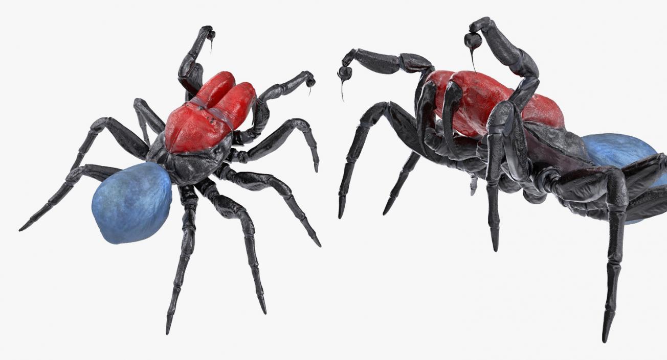 3D Mouse Spider Fighting Pose