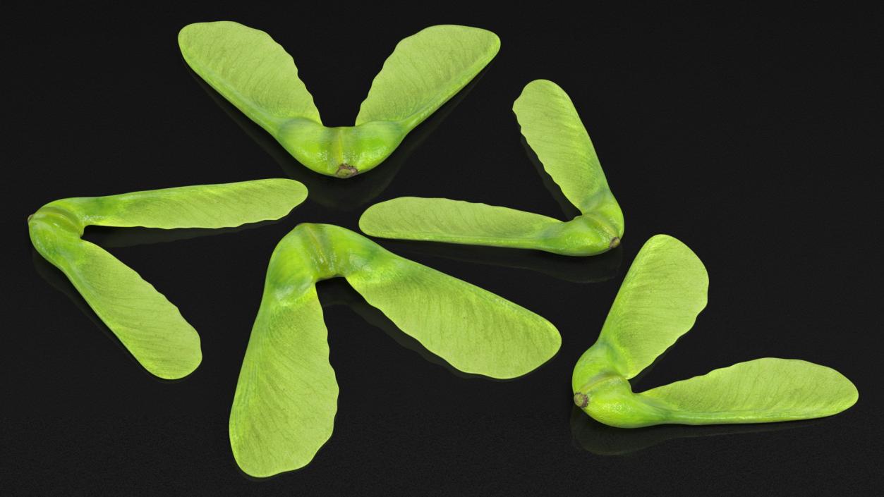 Green Maple Seeds 3D