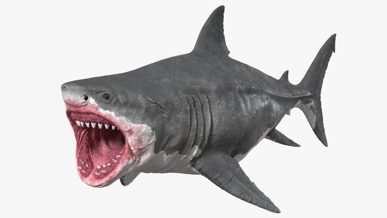 3D Megalodon Rigged