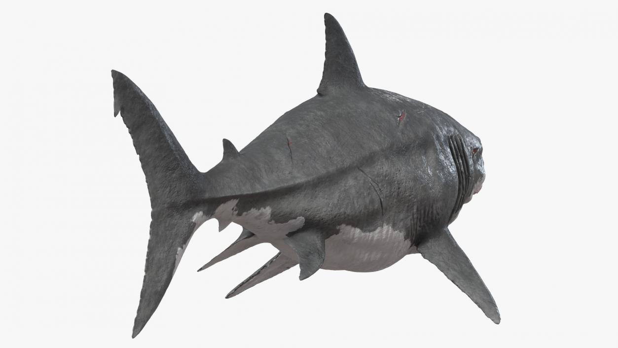 3D Megalodon Rigged