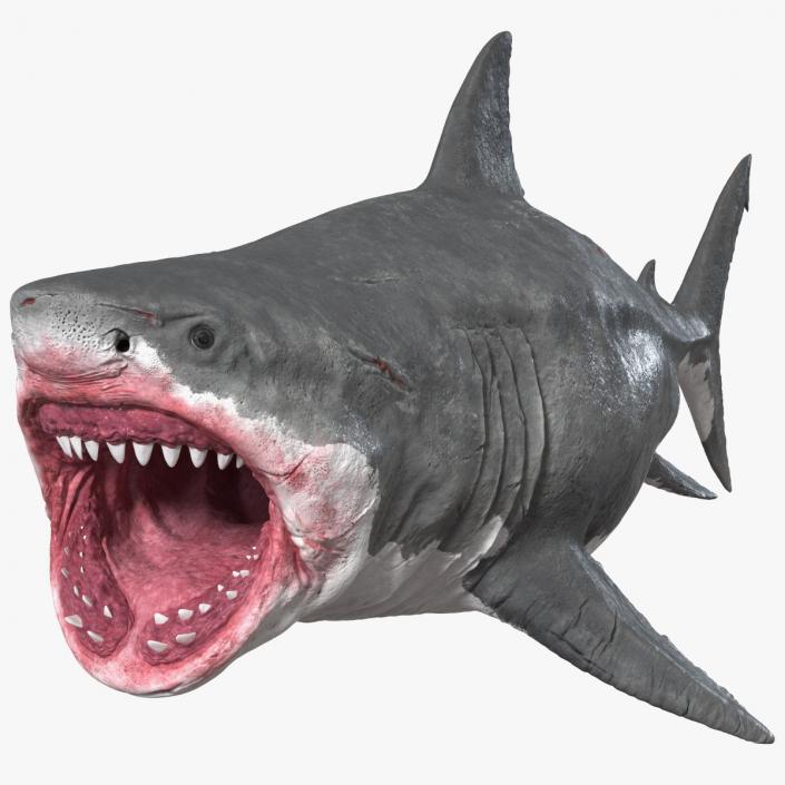 3D Megalodon Rigged