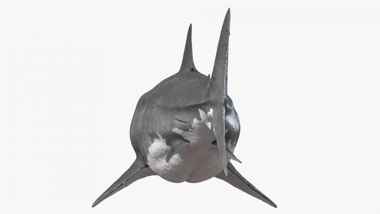 3D Megalodon Rigged