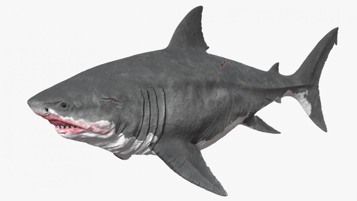 3D Megalodon Rigged