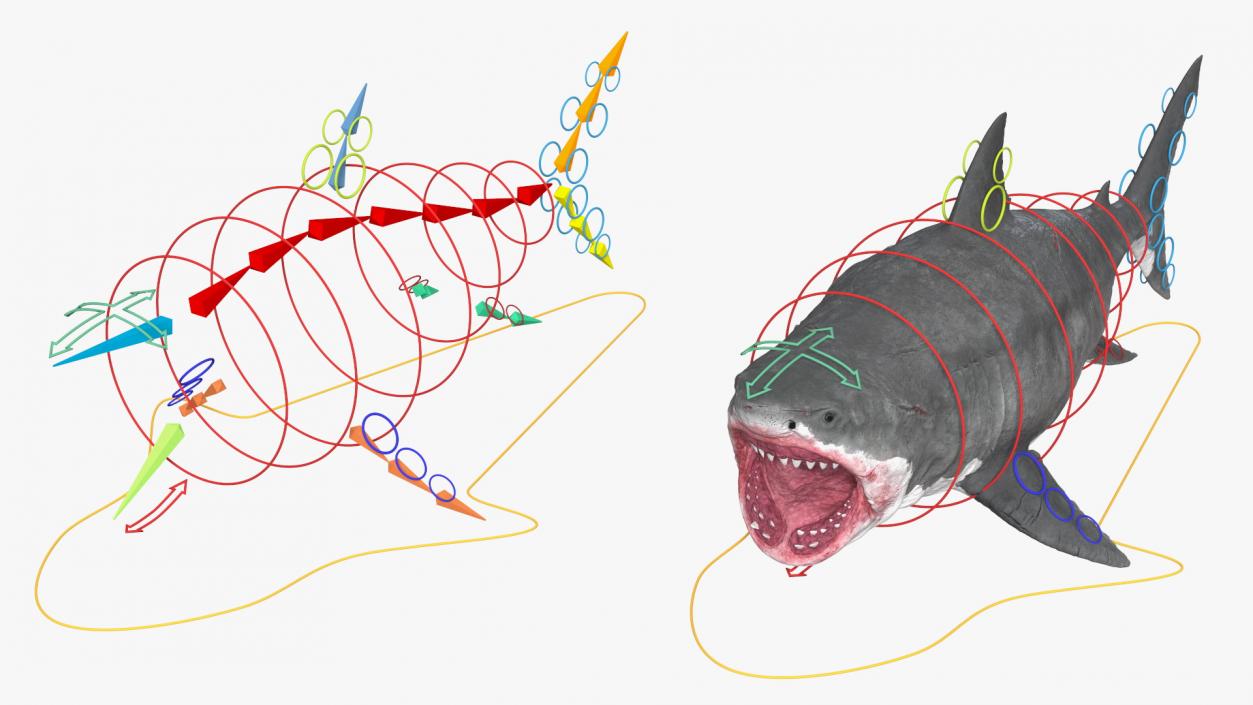 3D Megalodon Rigged