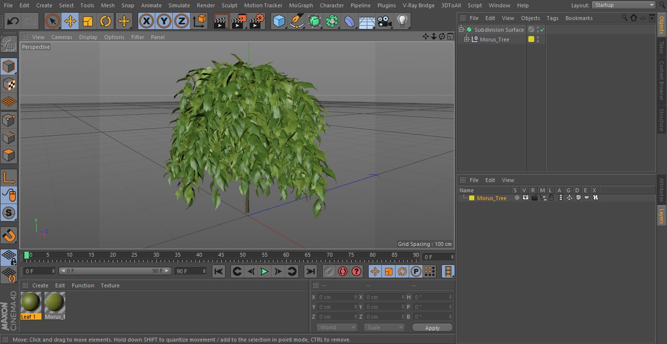 3D model Morus Tree