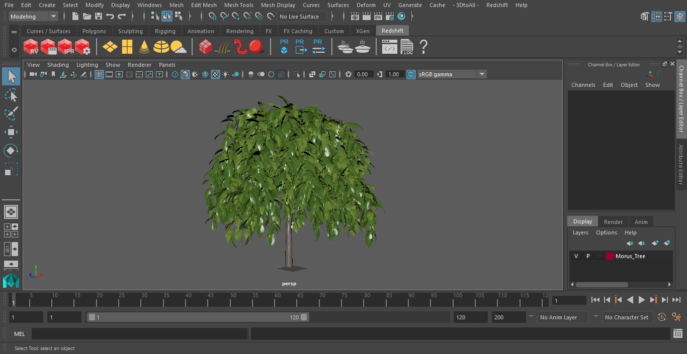 3D model Morus Tree