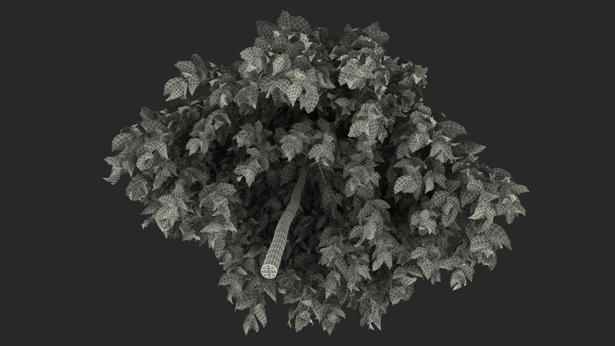 3D model Morus Tree