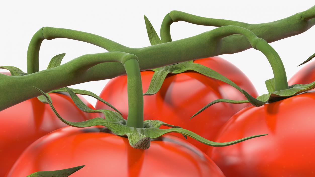 3D Fresh Cherry Tomatoes on the Vine model