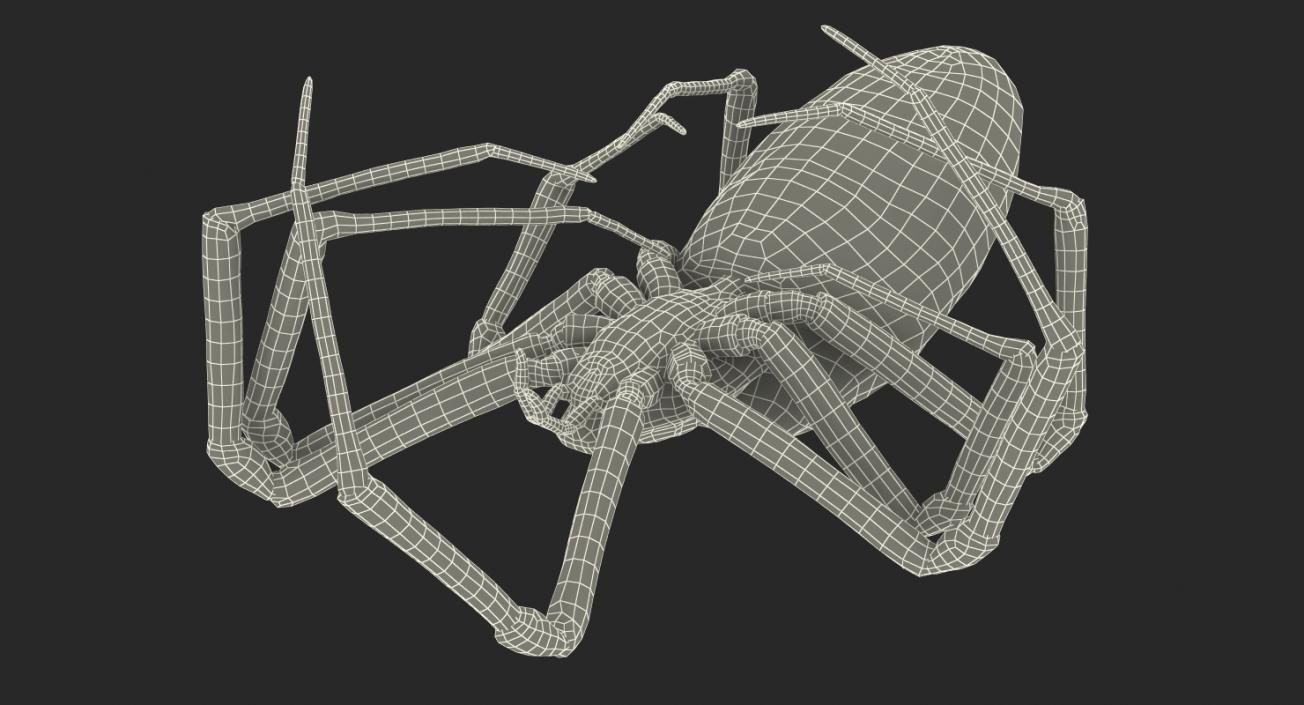 3D Dead Corn Spider