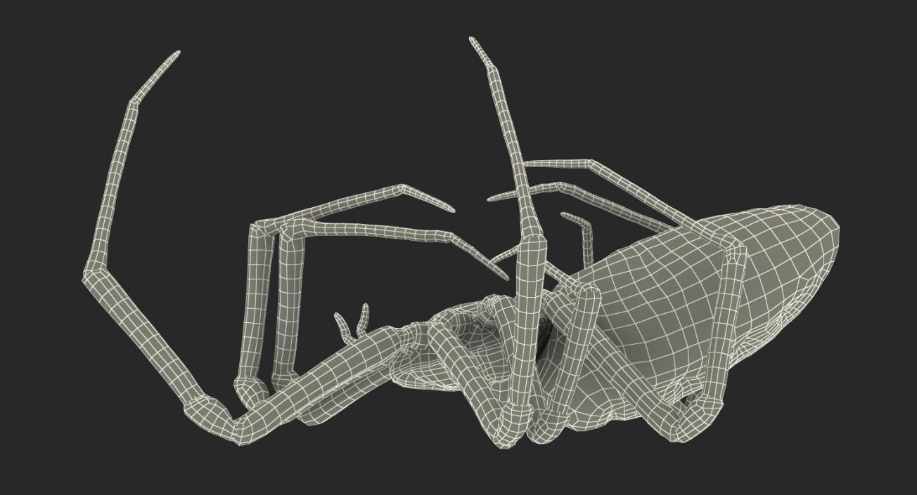 3D Dead Corn Spider