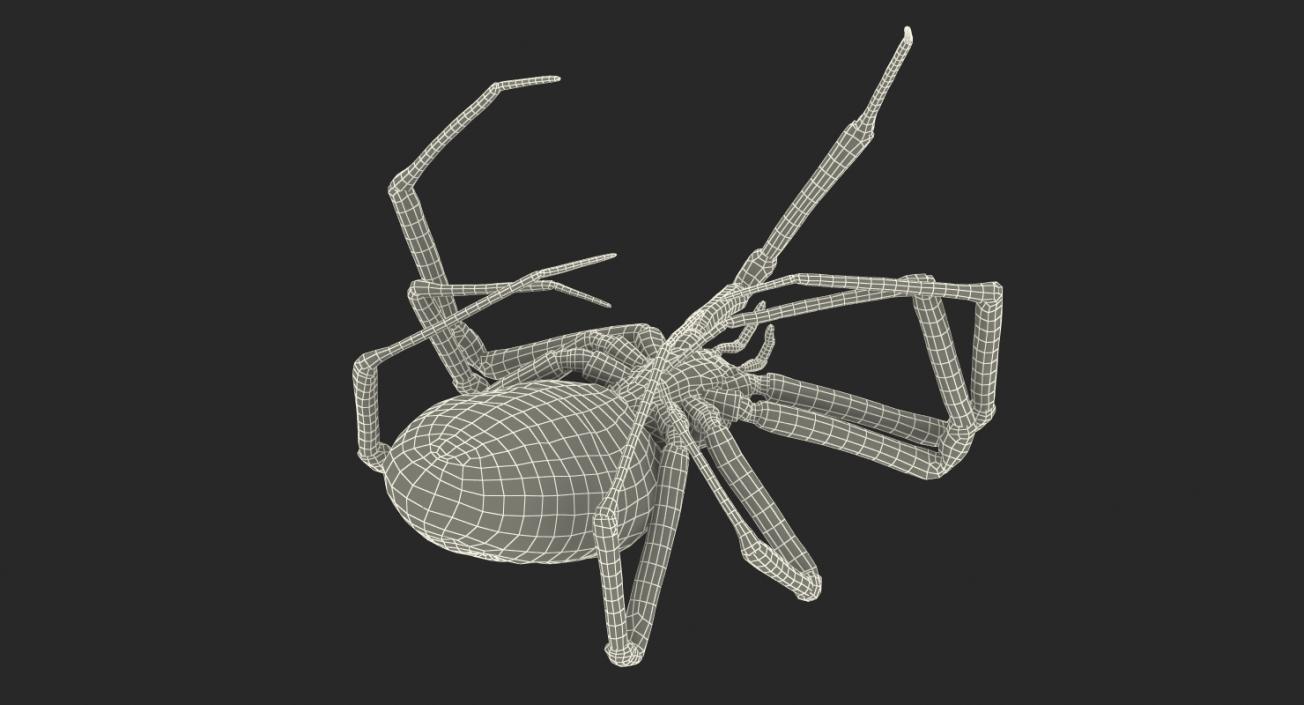 3D Dead Corn Spider