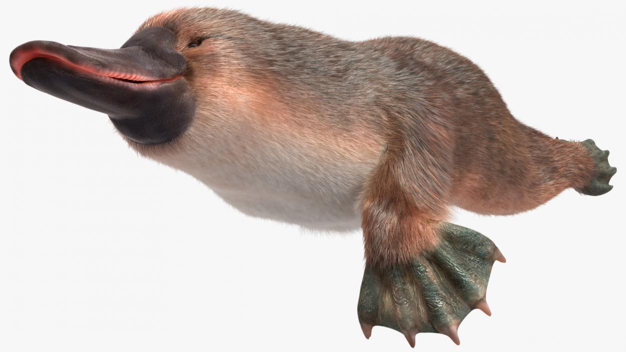 3D Swimming Platypus Fur