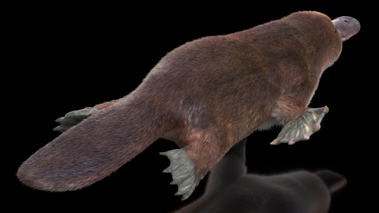 3D Swimming Platypus Fur