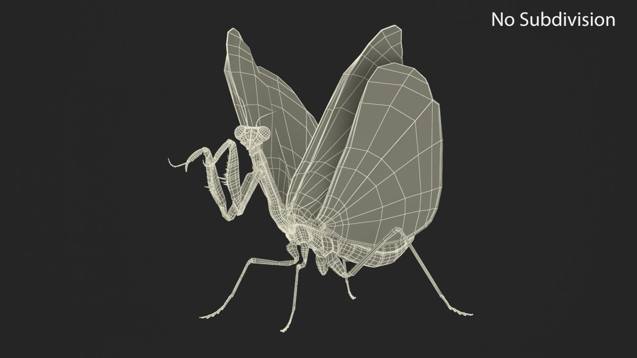 Praying Mantis Insect Fur Rigged 3D