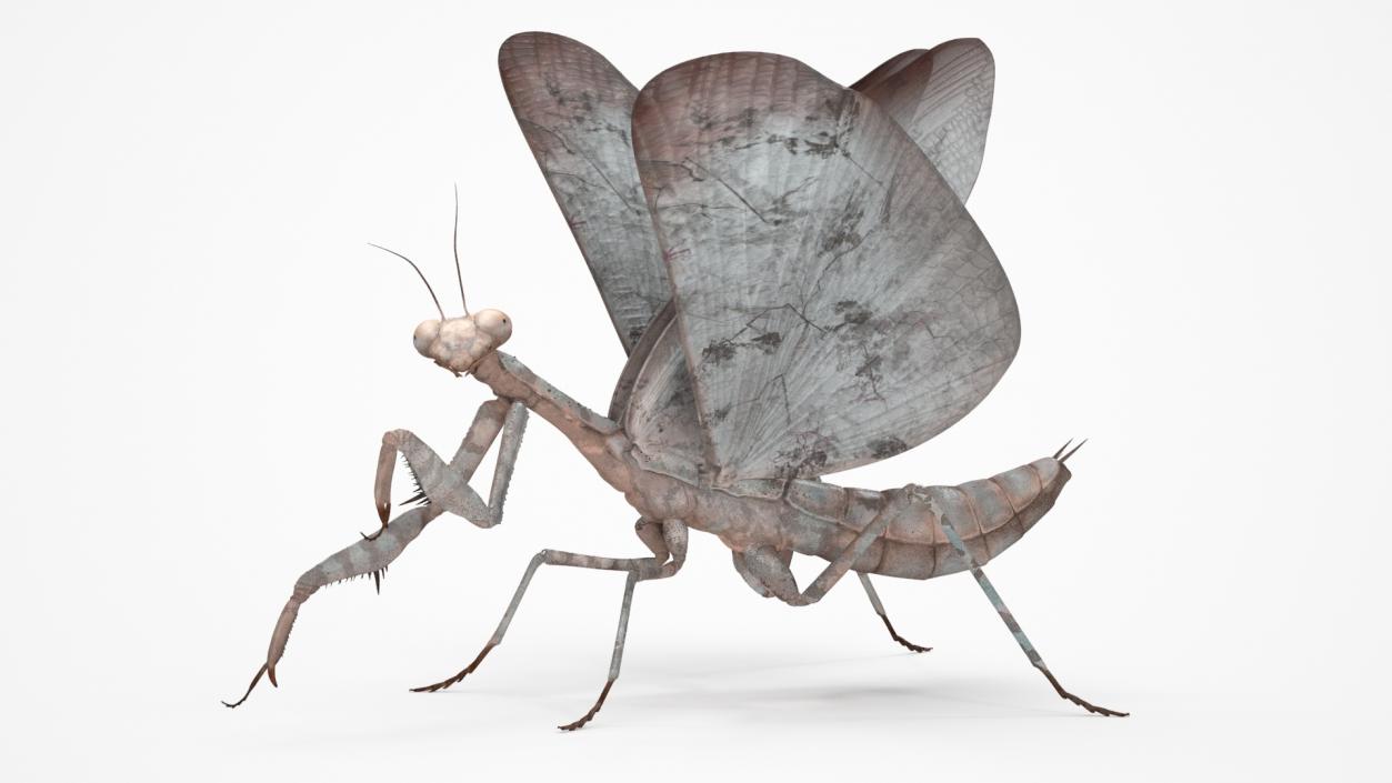 Praying Mantis Insect Fur Rigged 3D