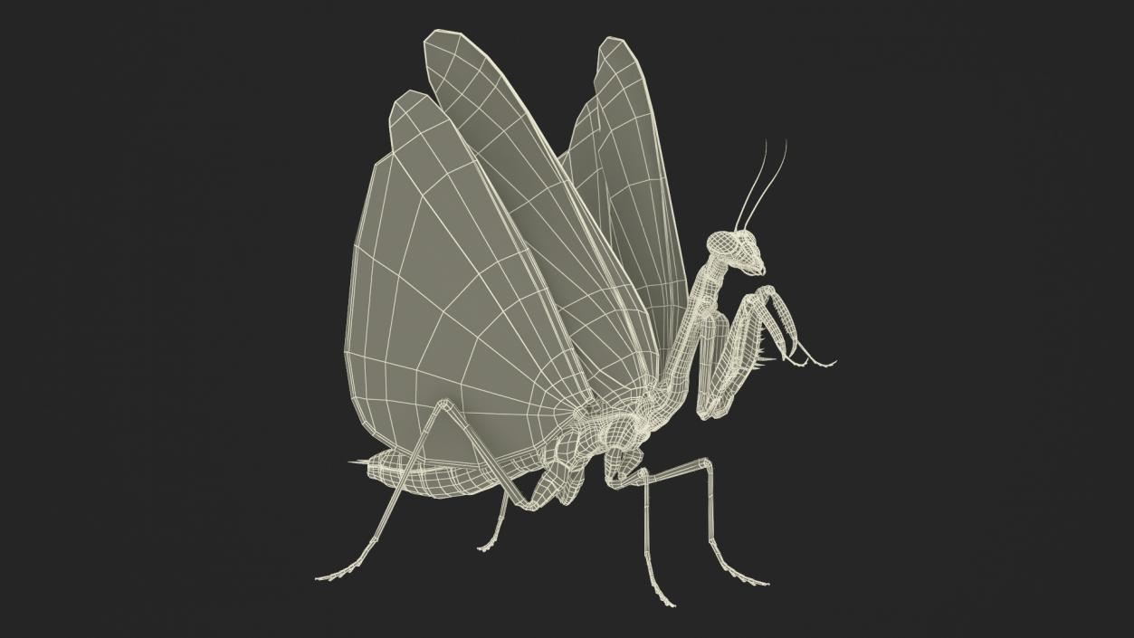 Praying Mantis Insect Fur Rigged 3D