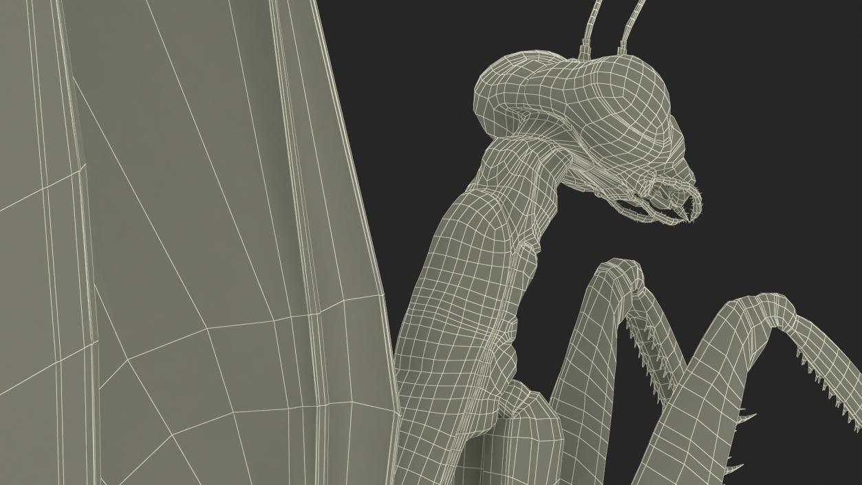 Praying Mantis Insect Fur Rigged 3D