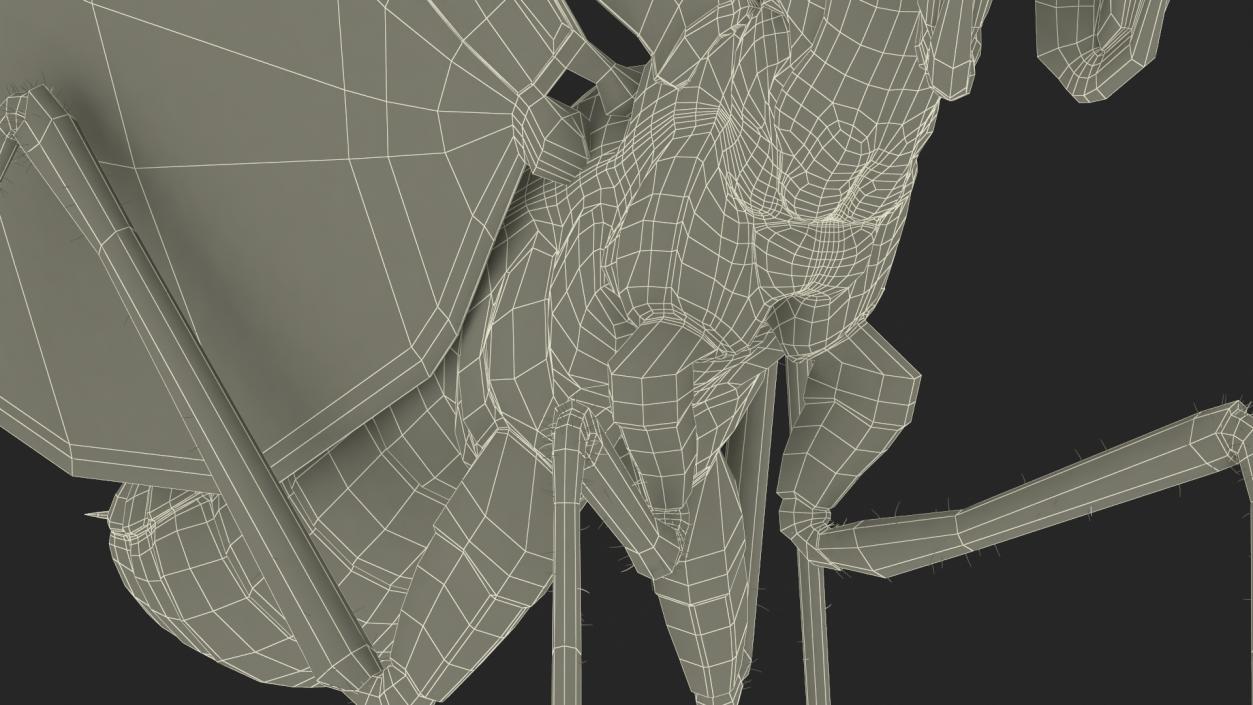 Praying Mantis Insect Fur Rigged 3D