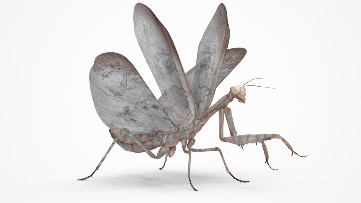 Praying Mantis Insect Fur Rigged 3D